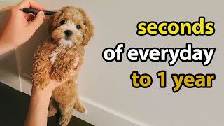 Puppy Growing 8 Weeks to 1 Year  Cavapoo [upl. by Essej84]