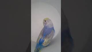 How to Train Your Pet Bird Essential Tips for Pet Bird Training [upl. by Kelton523]