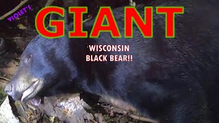 VIOLETS GIANT WISCONSIN BLACK BEAR 2021 [upl. by Luann]