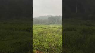 Early morning Meadows view at Jungle Retreat Wayanad [upl. by Neb]