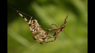 Garden Spiders mating Araneus diadematus [upl. by Terris]