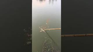 Fishing net  Using watermelon as bait to catch fish  Outdoor fishing fishing shortsviral [upl. by Beatrix]