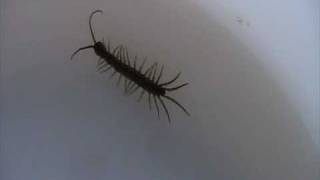 Centipede Chilopoda Locomotion [upl. by Alleiram]