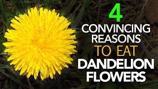 Is The Healthiest Part Of Dandelion Its Flower [upl. by Lachlan646]