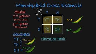 Monohybrid Cross Explained [upl. by Sion]