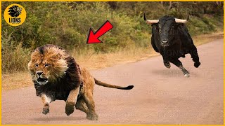 50 Unbelievable Buffalo vs Lion Showdowns – What Happens Next  Animals Fighting [upl. by Laehplar]