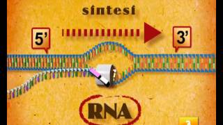 Trascrizione e Traduzione Step by Step [upl. by Airdnas]