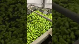 2022 Hops Harvest in Yakima Valley [upl. by Janella]