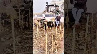 Harvester harvesting sunflower seeds process [upl. by Eeb254]