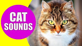 CAT MEOWING SOUNDS  Realistic Cat Sounds and Noises with Videos [upl. by Atener680]