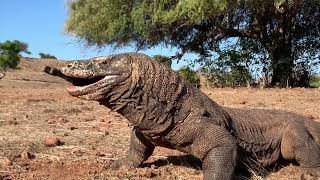 Brutal attacks by wild Komodo dragons leaving goats lying [upl. by Yasdnyl]