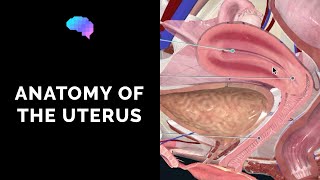 Anatomy of the Uterus  Ovaries  3D Anatomy Tutorial  UKMLA  CPSA [upl. by Geraud]