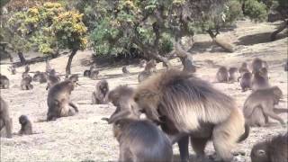 Gelada Baboons Simien Mountains Ethiopia [upl. by Ellerrehc510]