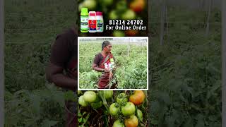 🔴தக்காளி இலை சுருட்டு 🔴Tomato Leaf Curl ☎️8125724702 🔴DrNano Green [upl. by Leonsis]