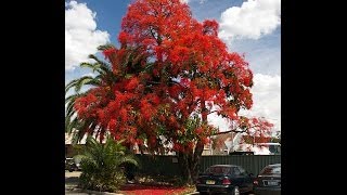 Plant ID Illawarra Flame Tree Brachychiton acerifolius [upl. by Aramenta]