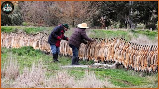 How Do German Farmers Deal With Millions Of Foxes Attacking Livestock [upl. by Analah]