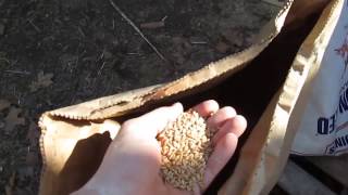 DIY Whole Grain Chicken Feed [upl. by Jews]