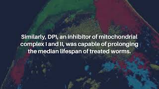 Antibiotics that Target Mitochondria Extend Lifespan in C elegans  AgingUS [upl. by Nivar]