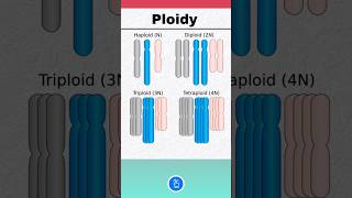 Ploidy in Genetics [upl. by Euginom]