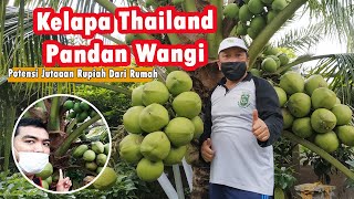 KELAPA THAILAND PANDAN WANGI BERBUAH LEBAT DI KOTA PEKANBARU  POTENSI RATUSAN JUTA RUPIAH [upl. by Enelrae498]