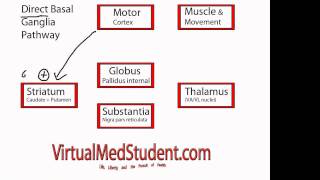 Basal Ganglia Direct Pathway [upl. by Annoed]