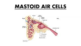 MASTOID AIR CELLS [upl. by Eelirak]