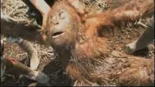 Green  An Orangutans journey  a film by Patrick Rouxel  Winner of Best Short Documentary [upl. by Downe]