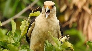 CANTO esganiçado do GAVIÃOCARRAPATEIRO MILVAGO CHIMACHIMA YELLOW HEADED CARACARA PINHÉ [upl. by Trow]