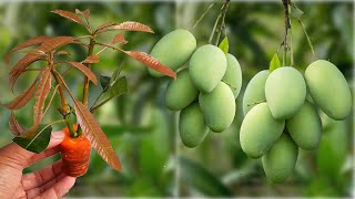 How to propagate mango trees Grow 800 thousands of roots quickly at home [upl. by Lozar]