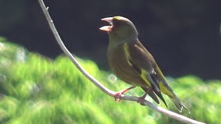 Greycapped Greenfinch  Chloris sinica  Voice and others from April to June 2024 [upl. by Erick727]