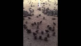 Quail Frozen Still amp Quail Then n Flight [upl. by Neelrad396]