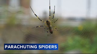 Giant flying Joro spiders spreading on the East Coast this summer [upl. by Kensell]