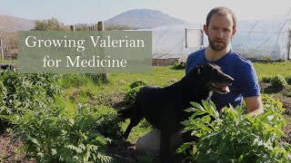 Valerian Growing with Herbalist Ross Hennessy [upl. by Brunell]