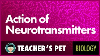 Action of Neurotransmitters [upl. by King]