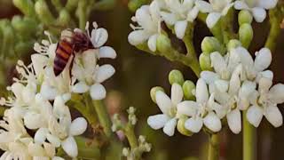 The uses of Chaya or Cnidoscolus aconitifolius plant [upl. by Ytinav]