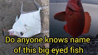 do anyone knows the name of this big eyed fish guys😱 summer fishing [upl. by Adnahsed602]