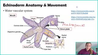 Phylum Echinodermata [upl. by Zeiler]