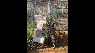 Black Footed Cat High rise Enrichment at Lory Park Zoo [upl. by Idnat]