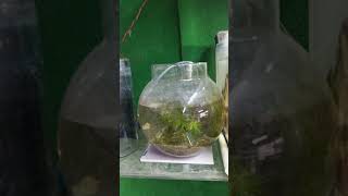 New planted aquarium setup 😍 aquarium plants guppies mollies goldenfish goldfish shortvideos [upl. by Mickey22]