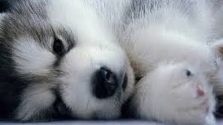 Pomsky Puppies cute Puppy Pomskies Cross Pomeranian Husky Tiny Adorable Baby POM Pomskys compilation [upl. by Irod608]