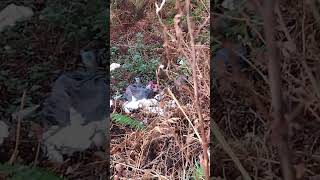 Layby 8 miles from Fort William filthy scumbags littering and spoiling nature [upl. by Fusco]