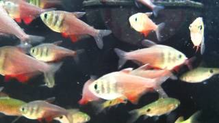 Fish Relaxation Scene  Real Live Fish Swimming to thier delight [upl. by Jet421]