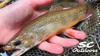 My Biggest Wild Brook Trout this Year  Exploring a New PA Stream [upl. by Spindell]