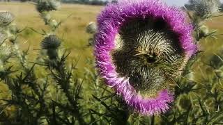 Wildflower Monsters part 1 Spear Thistle Cirsium vulgare Abscisic Acid effects [upl. by Uriah]