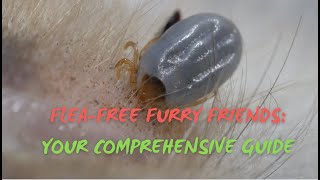 How to Prevent Pets from Fleas [upl. by Aleacim]