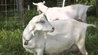 Prize Winning Dairy Goat Breeds at Redwood Hill Farm [upl. by Aicak]