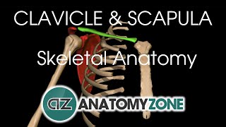 Clavicle and Scapula  Shoulder Girdle  Anatomy Tutorial [upl. by Erin]