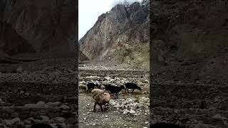 Cattle Grazing on Mountains [upl. by Lleneg]