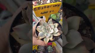 Echeveria Ester [upl. by Dukie651]