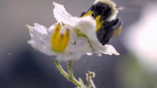 SloMo Footage of a Bumble Bee Dislodging Pollen [upl. by Kakalina]